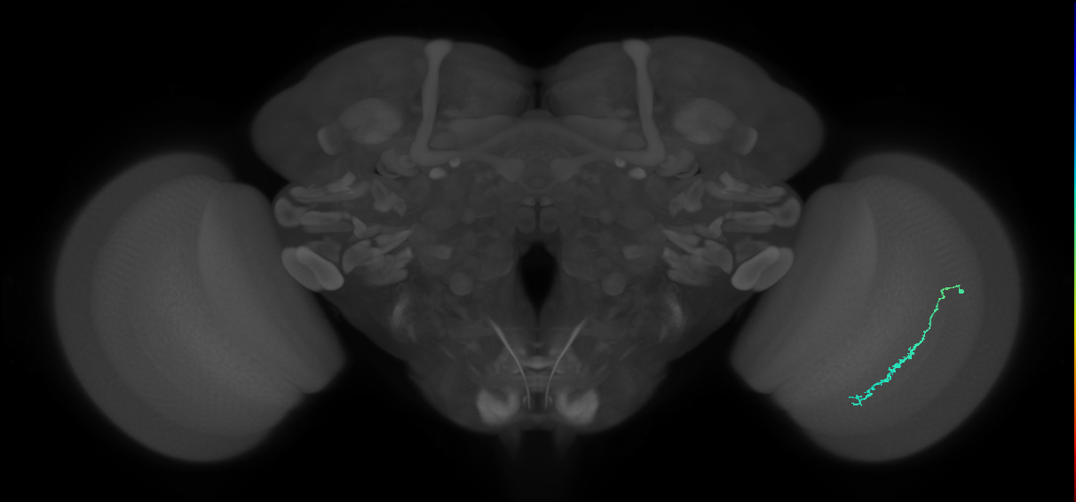 Dm3c_R (JRC_OpticLobe:123483)