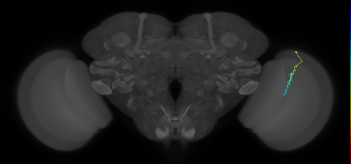 Dm3c_R (JRC_OpticLobe:144392)