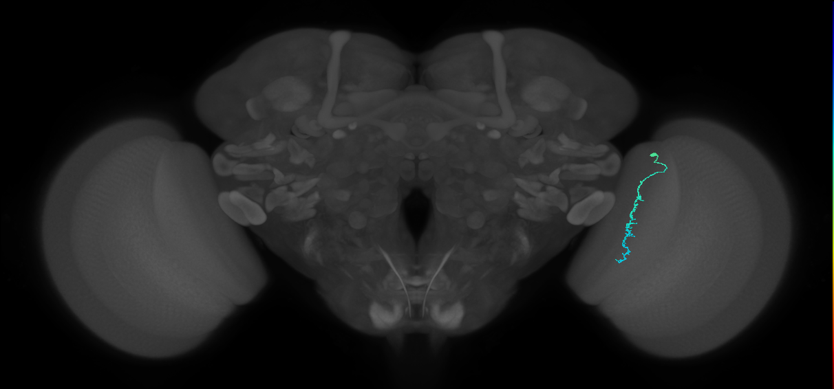 Dm3c_R (JRC_OpticLobe:159622)