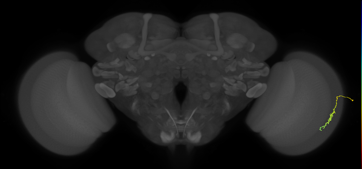 Dm3c_R (JRC_OpticLobe:99905)