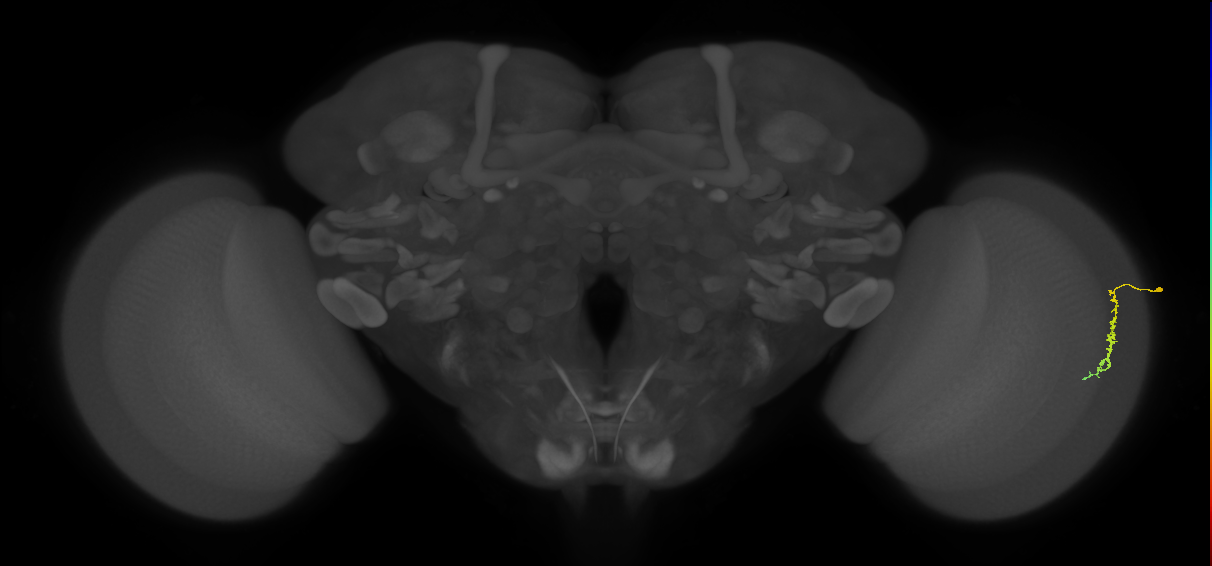 Dm3c_R (JRC_OpticLobe:122335)