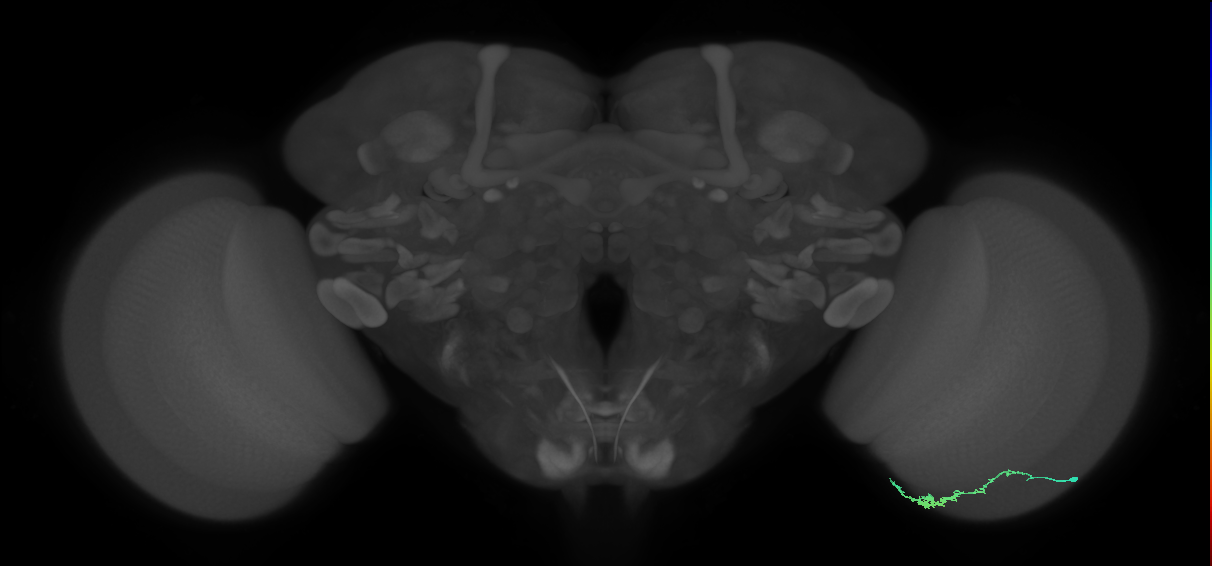 Dm3c_R (JRC_OpticLobe:112726)