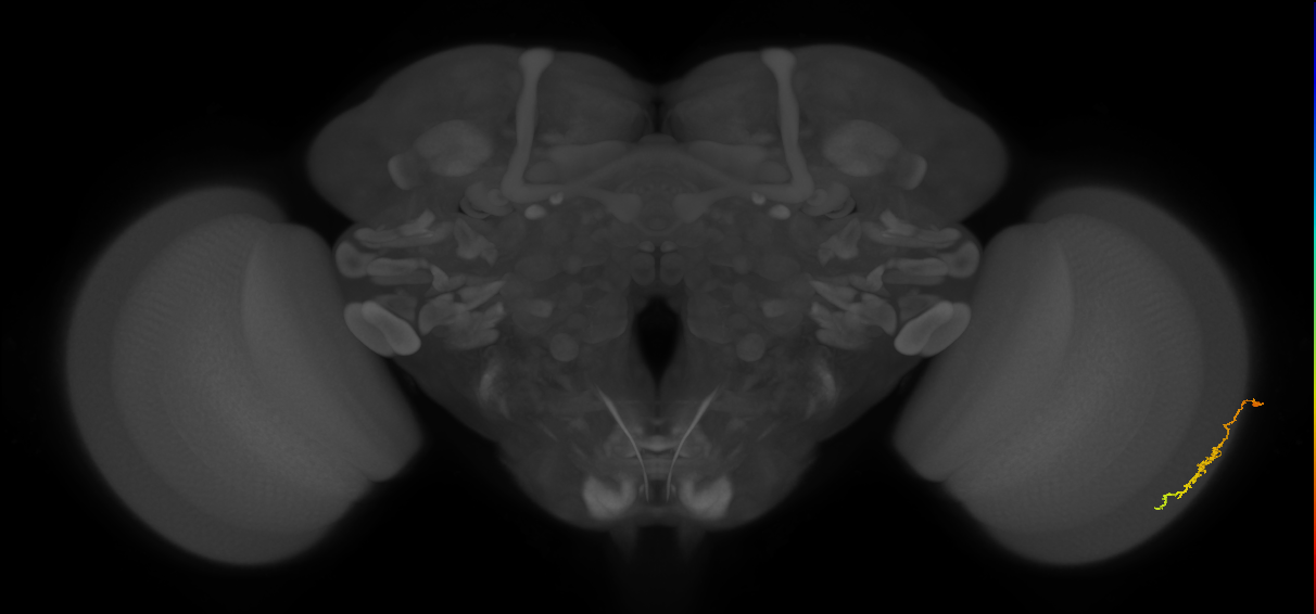 Dm3c_R (JRC_OpticLobe:152863)