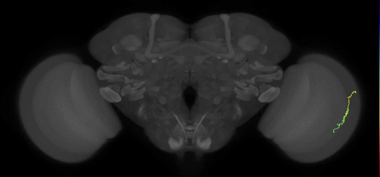 Dm3c_R (JRC_OpticLobe:110957)
