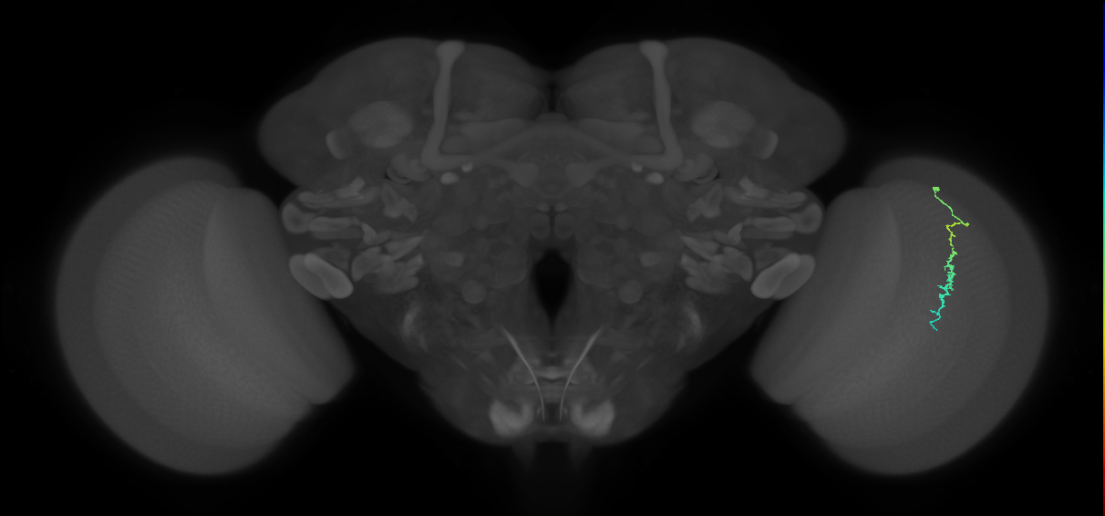 Dm3c_R (JRC_OpticLobe:134785)