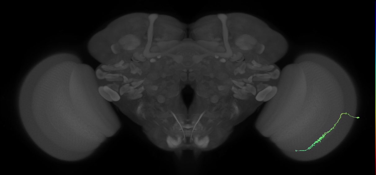 Dm3c_R (JRC_OpticLobe:107849)
