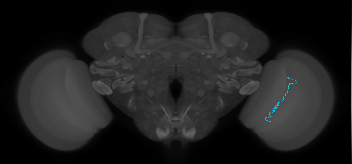 Dm3c_R (JRC_OpticLobe:216665)
