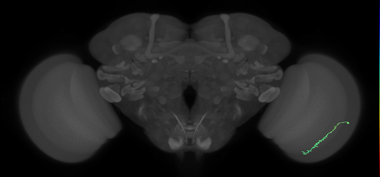 Dm3c_R (JRC_OpticLobe:119861)