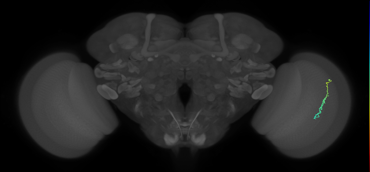 Dm3c_R (JRC_OpticLobe:133915)