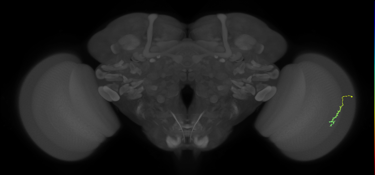 Dm3c_R (JRC_OpticLobe:47618)
