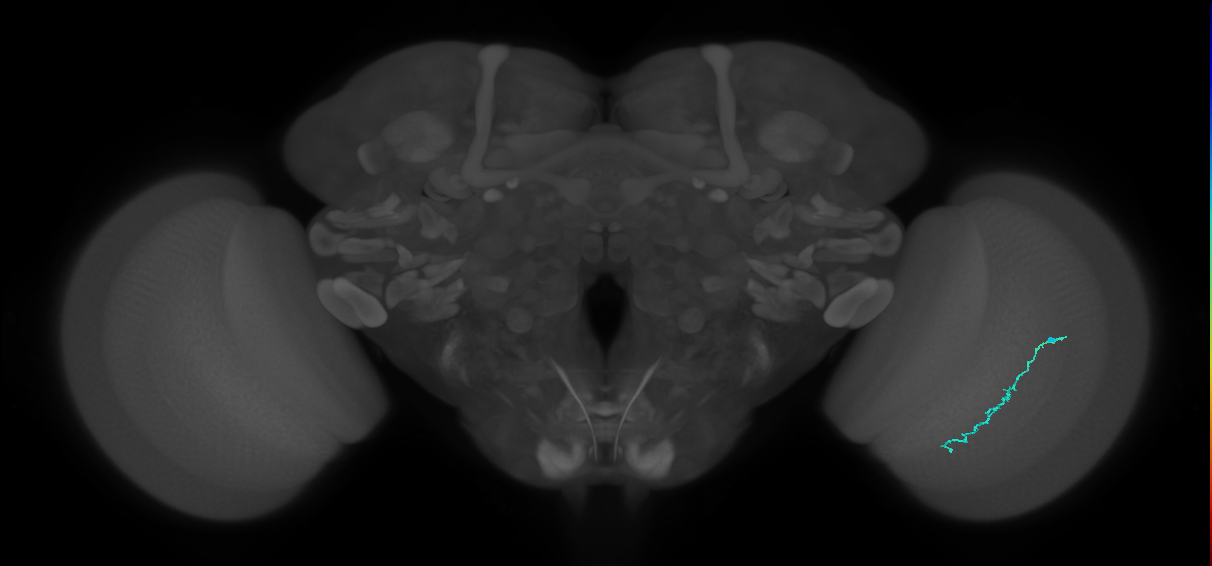 Dm3c_R (JRC_OpticLobe:131998)
