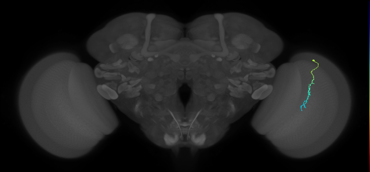 Dm3c_R (JRC_OpticLobe:141946)