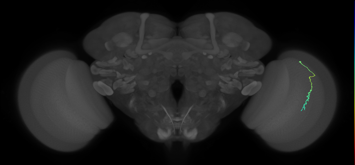Dm3c_R (JRC_OpticLobe:191170)