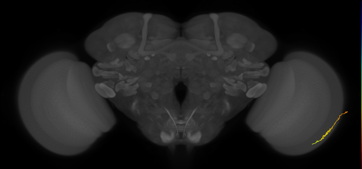 Dm3c_R (JRC_OpticLobe:122800)