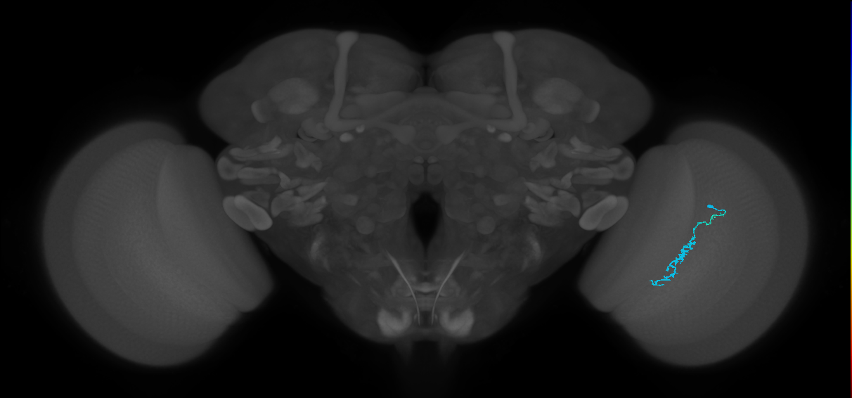 Dm3c_R (JRC_OpticLobe:148195)