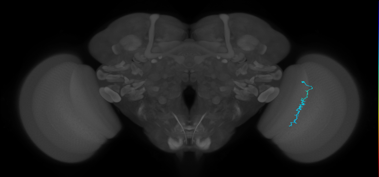 Dm3c_R (JRC_OpticLobe:153530)
