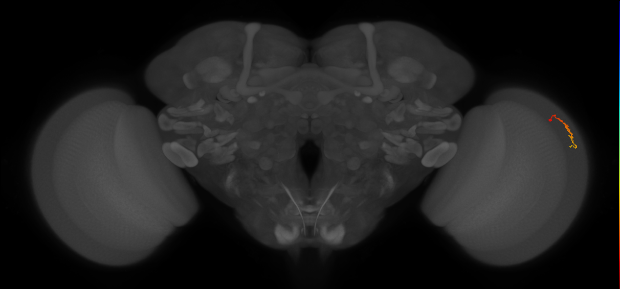 Dm3c_R (JRC_OpticLobe:156966)