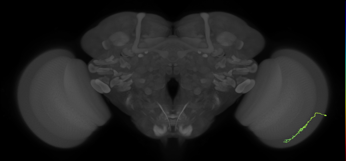 Dm3c_R (JRC_OpticLobe:107263)