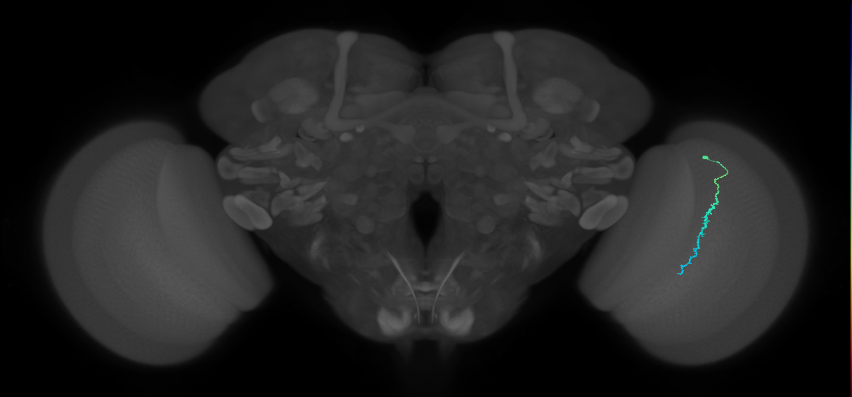 Dm3c_R (JRC_OpticLobe:189234)
