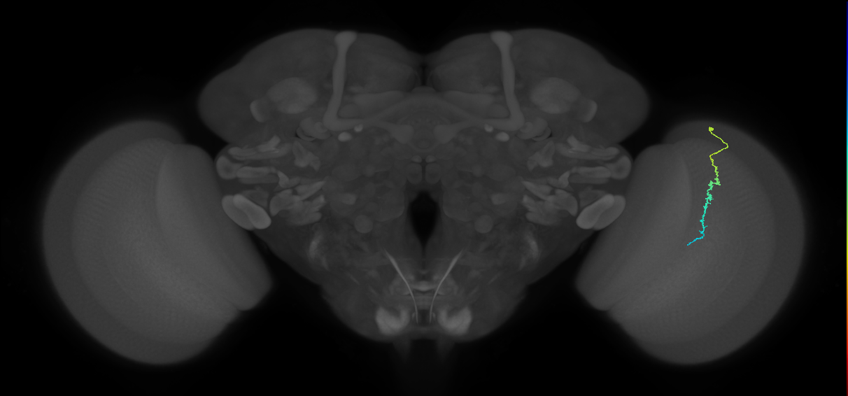 Dm3c_R (JRC_OpticLobe:146325)