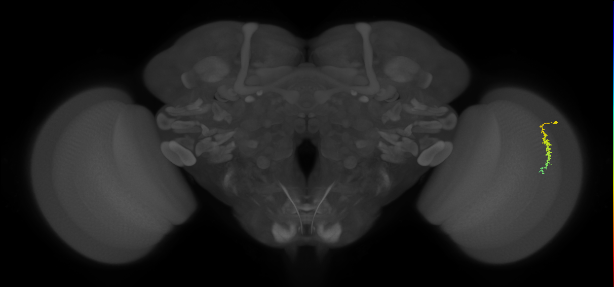 Dm3c_R (JRC_OpticLobe:138758)