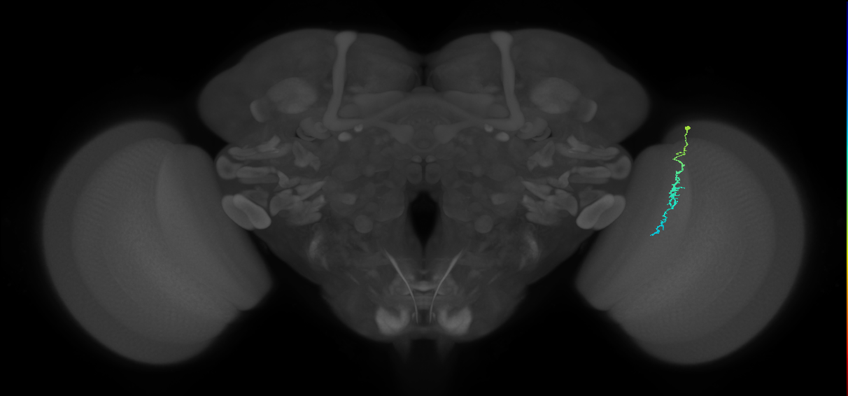 Dm3c_R (JRC_OpticLobe:203851)