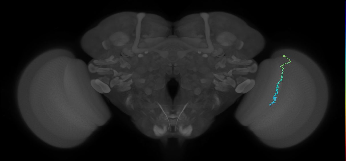 Dm3c_R (JRC_OpticLobe:141829)