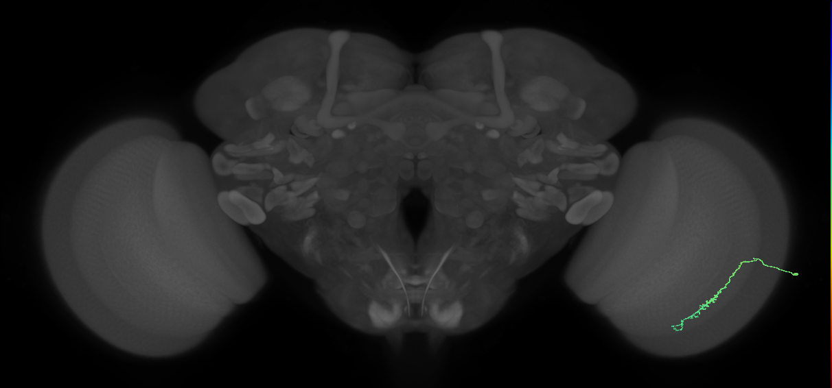 Dm3c_R (JRC_OpticLobe:125561)