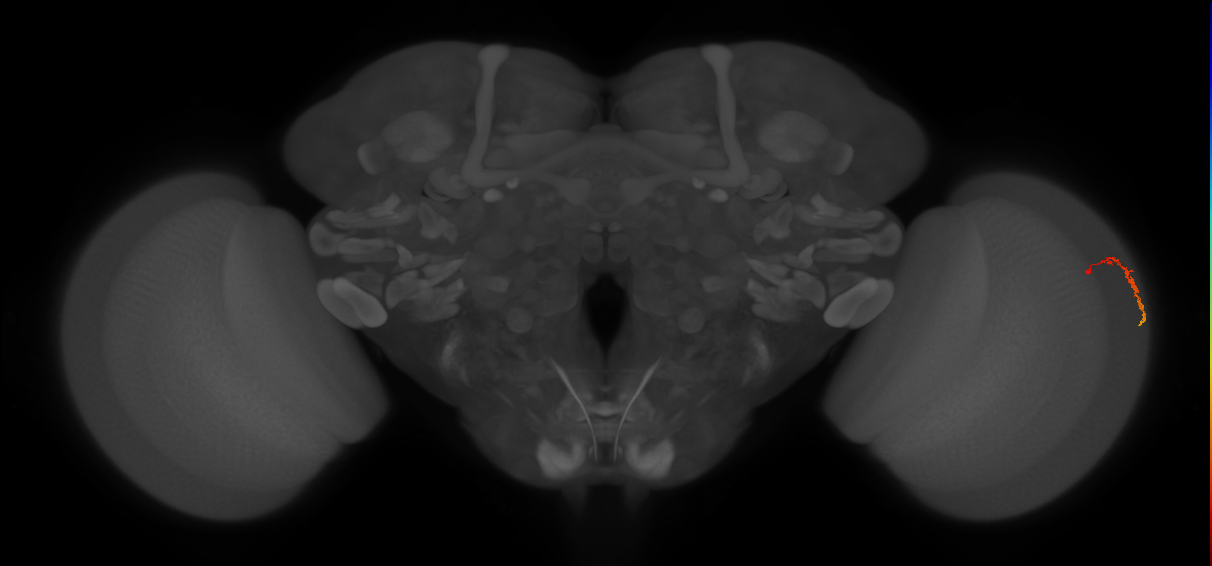 Dm3c_R (JRC_OpticLobe:141738)