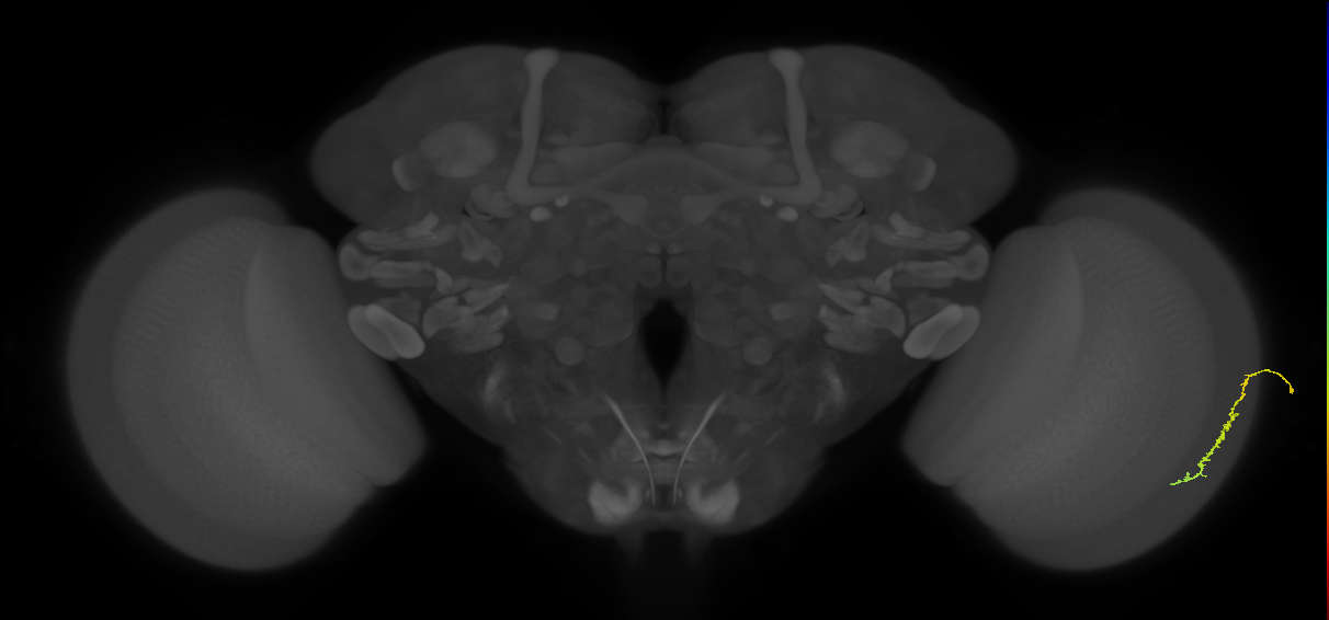 Dm3c_R (JRC_OpticLobe:163895)