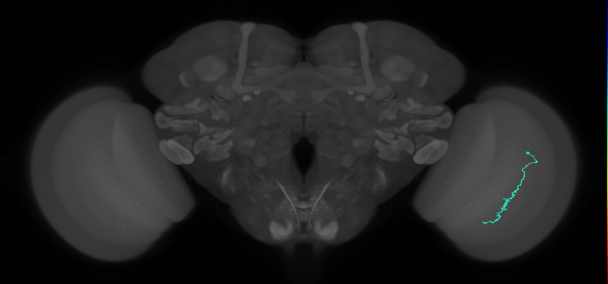 Dm3c_R (JRC_OpticLobe:138946)