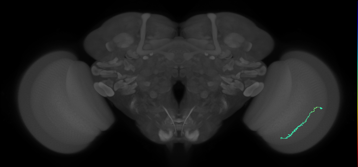 Dm3c_R (JRC_OpticLobe:120012)