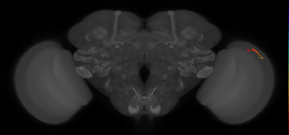 Dm3c_R (JRC_OpticLobe:138804)