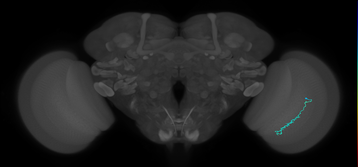 Dm3c_R (JRC_OpticLobe:138185)