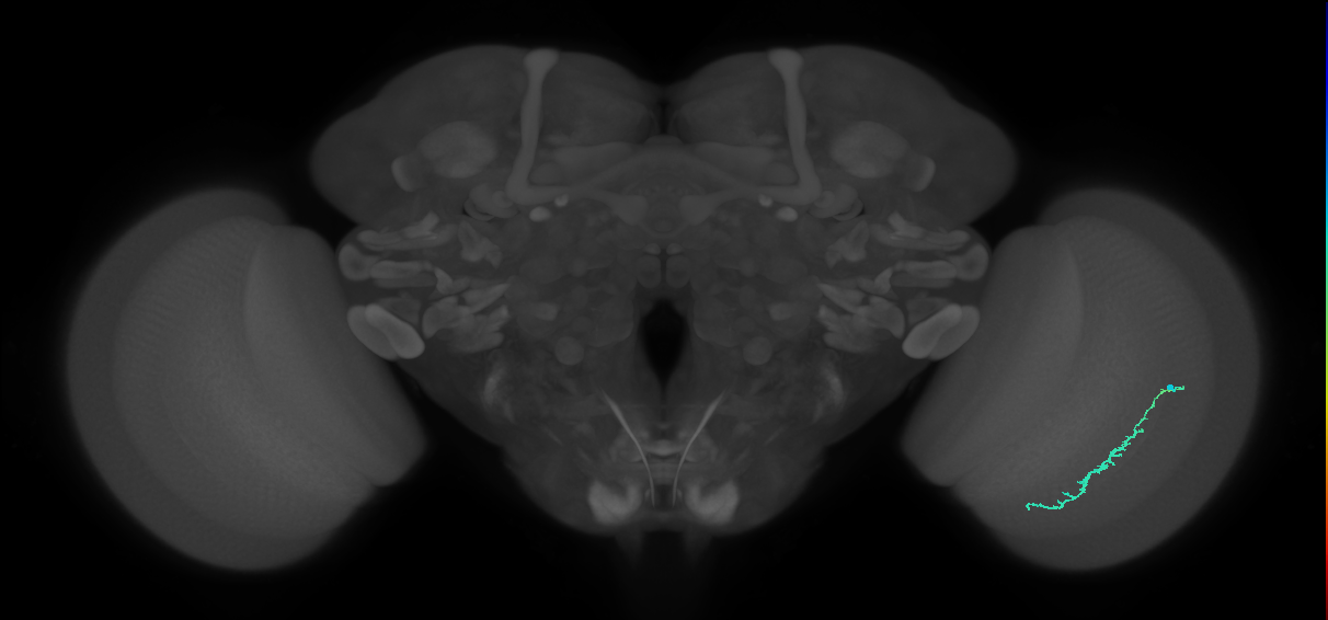 Dm3c_R (JRC_OpticLobe:115343)