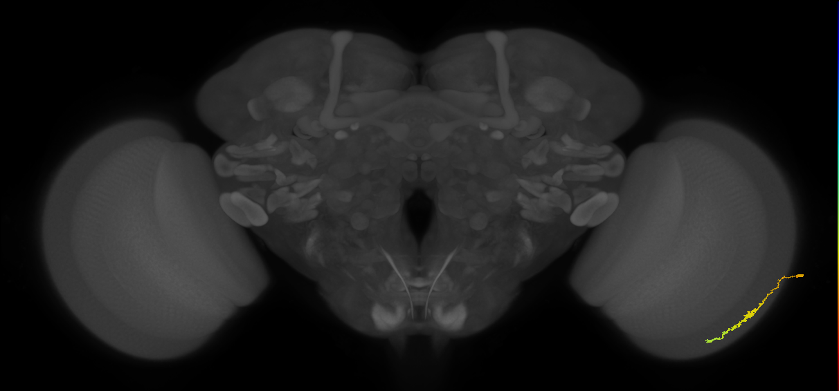 Dm3c_R (JRC_OpticLobe:140391)