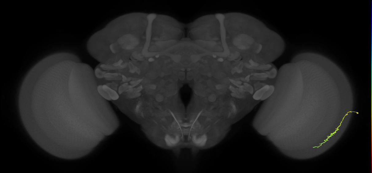 Dm3c_R (JRC_OpticLobe:155647)
