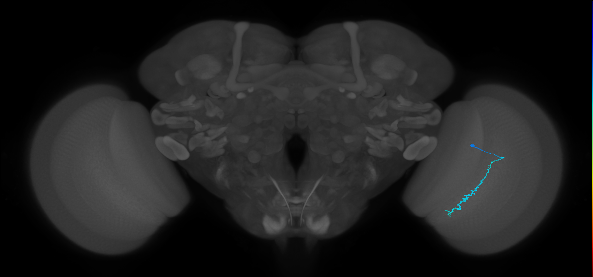Dm3c_R (JRC_OpticLobe:136002)
