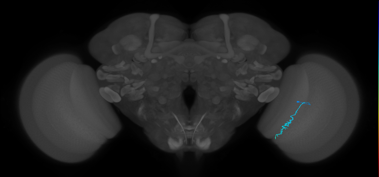 Dm3c_R (JRC_OpticLobe:157388)