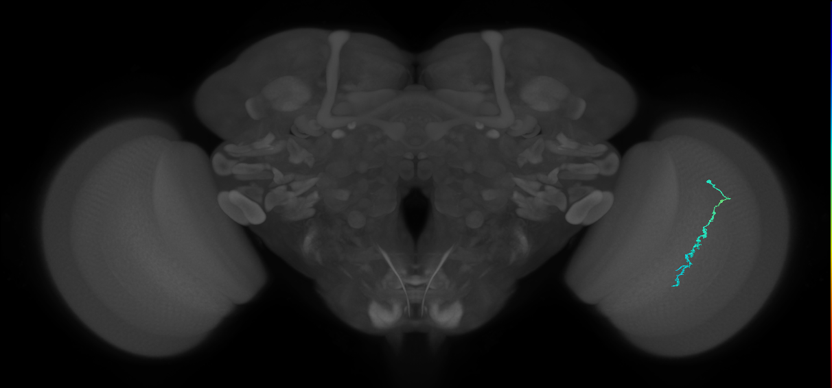 Dm3c_R (JRC_OpticLobe:138769)