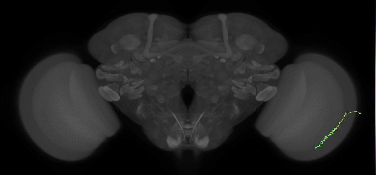 Dm3c_R (JRC_OpticLobe:146107)