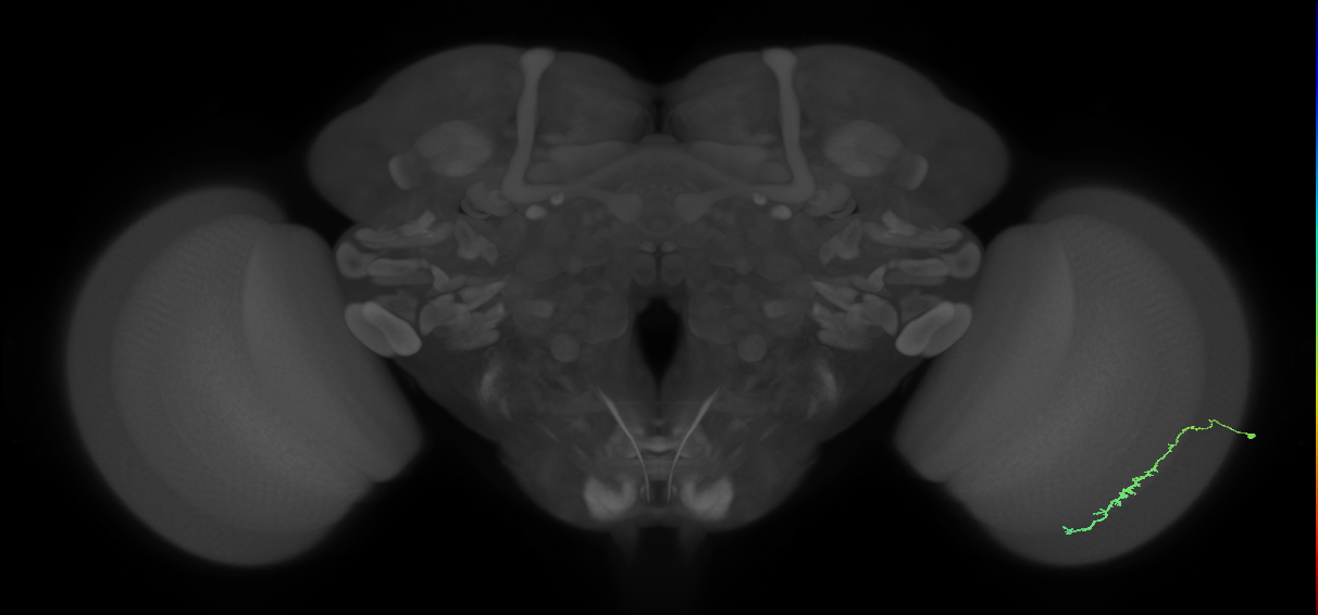 Dm3c_R (JRC_OpticLobe:119020)