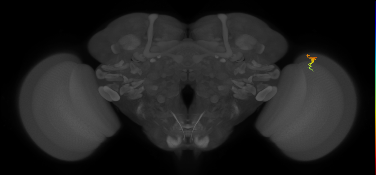 Dm3c_R (JRC_OpticLobe:136097)
