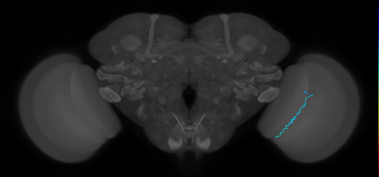 Dm3c_R (JRC_OpticLobe:168998)