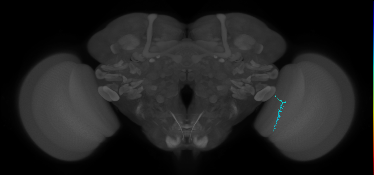Dm3c_R (JRC_OpticLobe:176895)