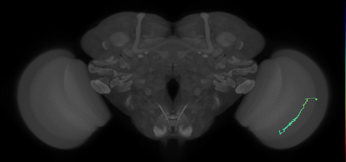 Dm3c_R (JRC_OpticLobe:114250)