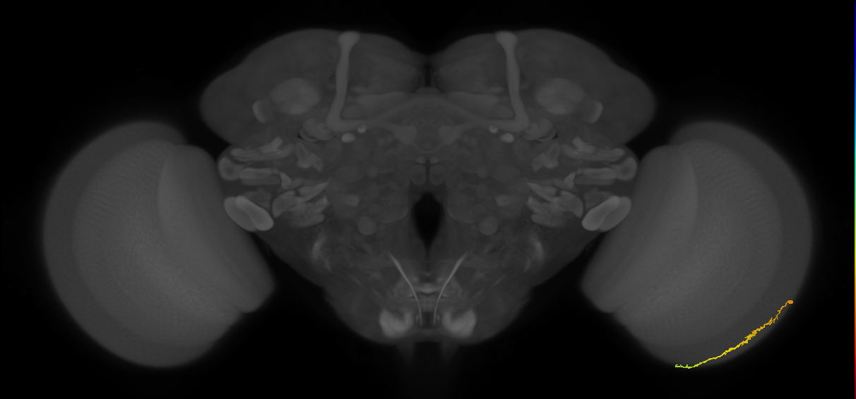 Dm3c_R (JRC_OpticLobe:121340)