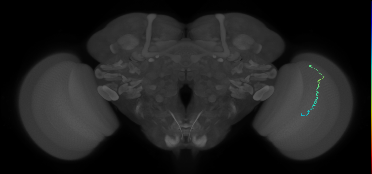 Dm3c_R (JRC_OpticLobe:142976)