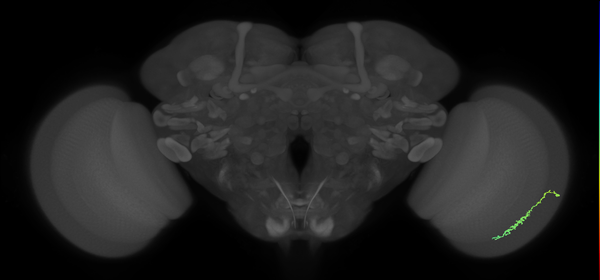 Dm3c_R (JRC_OpticLobe:100367)