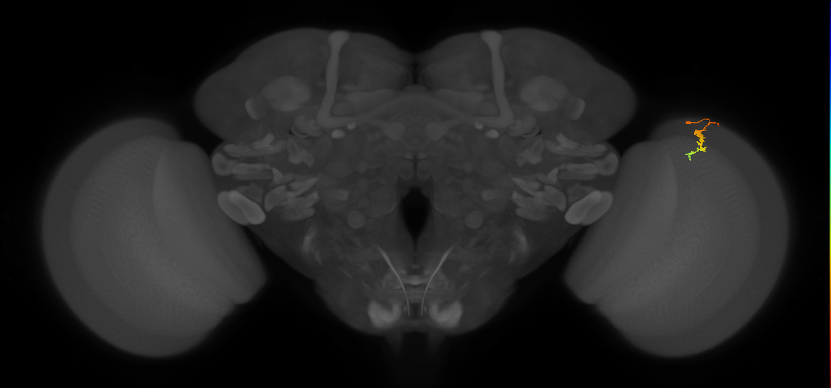 Dm3c_R (JRC_OpticLobe:146649)